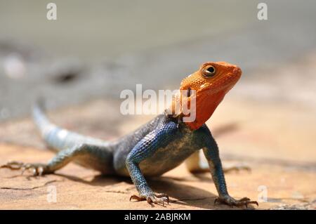 Male Red headed agama (Agama agama) in Arusha National Park, Kenya Stock Photo