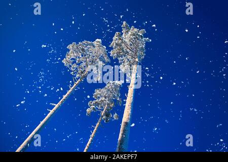 Three tall frozen pine trees in the snow on the blue clear sky as background in frosty sunny day. Color of the year. Stock Photo