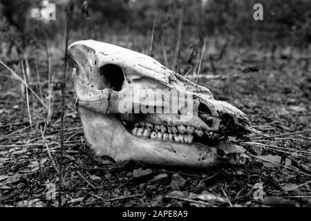 Black and white shot of an animal skull on the ground Stock Photo