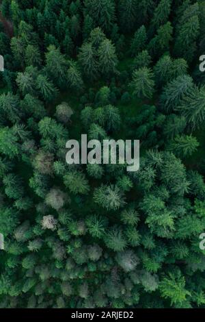 Texture of forest view from above, Aerial top view forest, Panoramic photo over the tops of pine forest Stock Photo