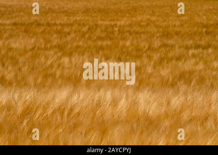 golden wheat fields on sunny day in wyoming Stock Photo