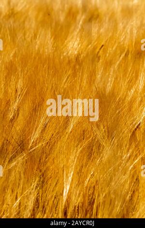 golden wheat fields on sunny day in wyoming Stock Photo