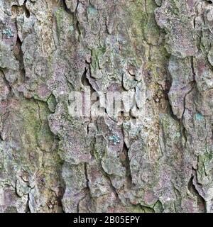 Photo realistic seamless texture pattern of tree bark in high resolution Stock Photo