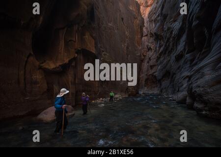 A family hiking the narrows in Zion National Park, the hike leads through slot canyons and through a stream at their bottom. Stock Photo