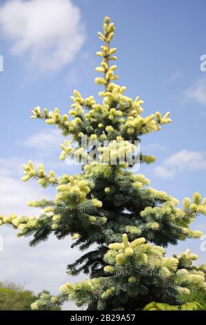 Blau-Fichte (Picea pungens 'Glauca Albospica') Stock Photo