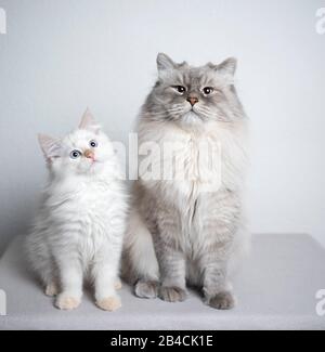 two cats. ragdoll cat and kitten sitting next to each other looking at camera curiously Stock Photo