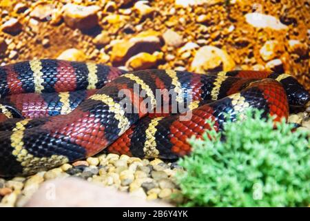 Lampropeltis triangulum elapsoides writhing body with stripes Stock Photo