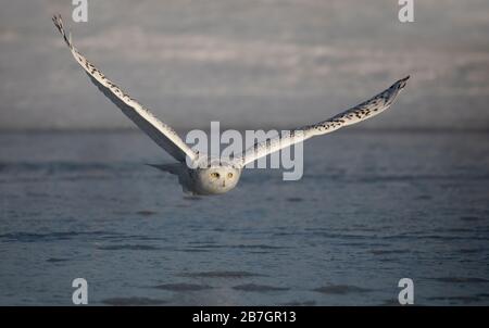 Snowy owl (Bubo scandiacus) in flight hunting over an ice covered pond in Ottawa, Canada Stock Photo