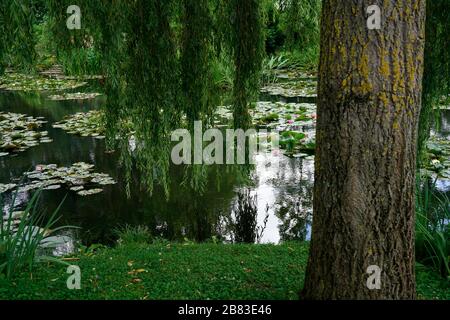 Water lilies in the water lily pond in the garden of Claud Monet's house in Giverny.France Stock Photo