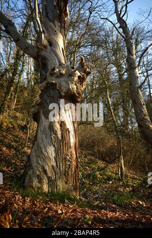 Dragon head shape on a tree without any bark left Stock Photo