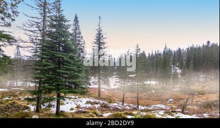 Foggy pine trees forest landscape in Bergen, Norway Stock Photo