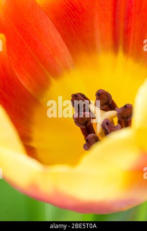 tulip bulbs in close-up on the background of a greenhouse with flowers ...