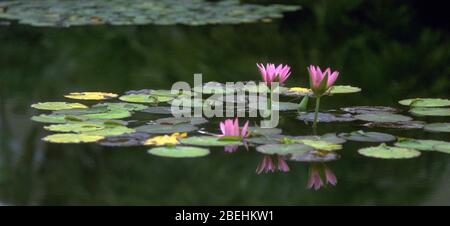 Water lilies, Monet's Garden Stock Photo