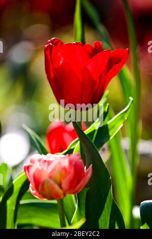 Red Triumph Tulip Seadov flowers and brilliant yellow Euphorbia ...