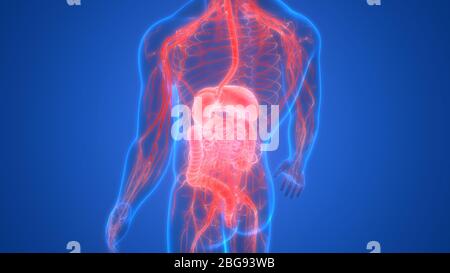 Human Digestive System Anatomy Stock Photo