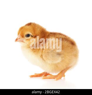 Little cute chicken isolated on white Stock Photo