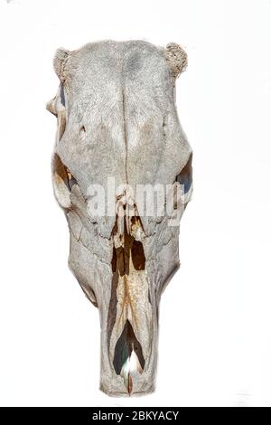 Ox scull Isolated on a White Background. Stock Photo