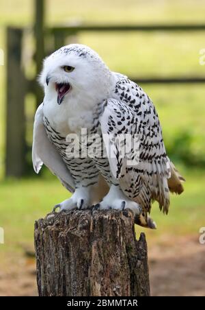 Snowy Owl on a perch at Cotswold Falconry Centre, Moreton-in-Marsh, Gloucestershire, UK Stock Photo