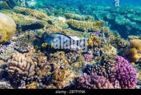 Tropical Fish on coral reef in Ras Mohammed national park, Egypt Stock Photo