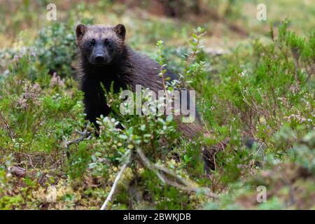 wolverine (Gulo gulo), standing in bushes in taiga forest, Finland Stock Photo