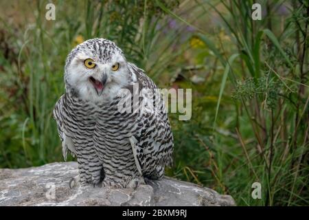 Juvenile Snowy Owl with its mouth open, standing on a rock in the middle of a field. Stock Photo