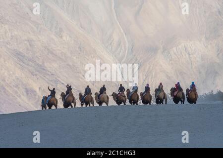 Tourists on camel ride in sand dunes at Hunder, ladakh, India Stock Photo