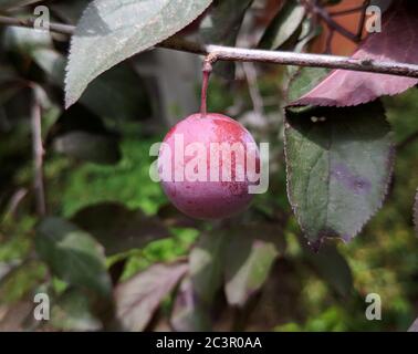 One red plum fruit on the tree Stock Photo