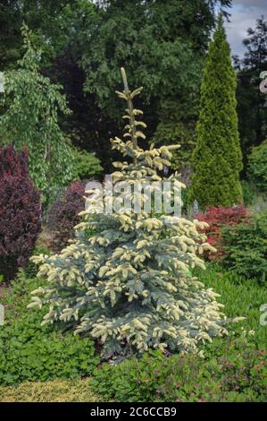 Blau-Fichte, Picea pungens Bialobok, Blue spruce, Picea pungens Bialobok Stock Photo