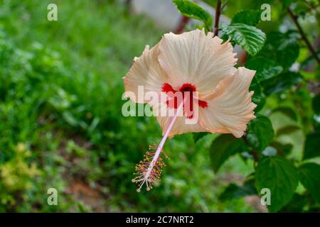 Wite Chaina Rose Mandar Flower With Green Leaves & Branches At The Garden 01 Stock Photo