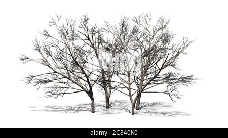 several various Honey Mesquite trees with shadow on the floor in winter - isolated on white background - 3D illustration Stock Photo