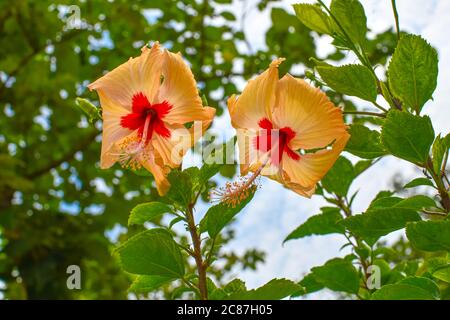 Wite Chaina Rose Mandar Flower On Tree At The Garden. Stock Photo