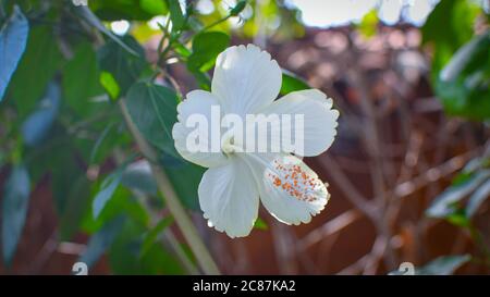 White Chaina Rose Mandar Flower With Green Leaves & Branches At The Garden  01 Stock Photo