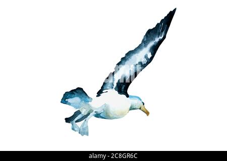 Watercolor black winged seagull in a beginning of the flyght, back view. Original hand painted bird illustration isolated on white background Stock Photo