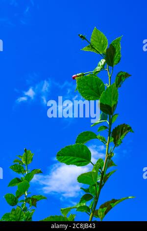 Bud In The Chaina Rose Tree On Blue Sky Background. Stock Photo