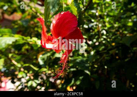 close up view of red hibiscus flower plant in garden green leaves blurred background Stock Photo