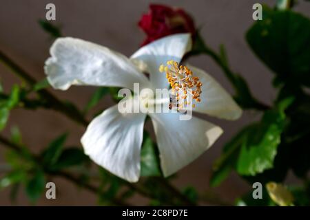 close up view of white hibiscus flower & honey bee in garden background flower & leaves blurred Stock Photo