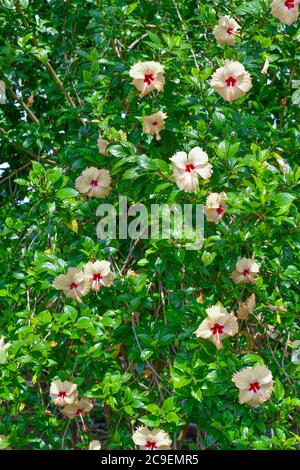 Plenty Of White Chaina Rose Flowers On Tree . Looking Like A Background Of Green Leaves. Stock Photo