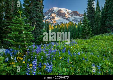 Wildflower meadow at Paradise, Mount Rainier, Washington, USA Stock Photo