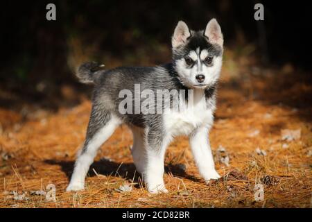 Pomsky Puppy standing outside alert Stock Photo