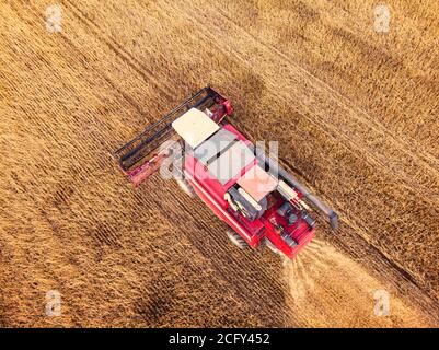 Aerial view on the combine working on the large wheat field. Haymaking and harvesting in early autumn on the field. Tractor mows dry grass Stock Photo