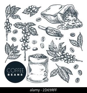 Raw coffee crop. Vector hand drawn sketch illustration. Coffee berries on branch and beans in sack, isolated on white background. Cafe menu, labels or Stock Vector