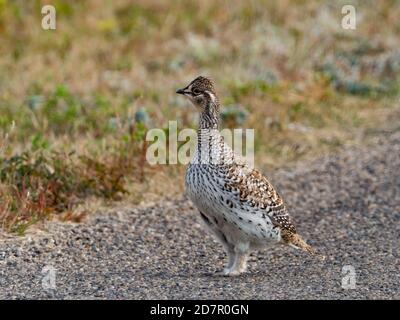 Sharp-tailed grouse, Tympanuchus phasianellus, at Theodore Roosevelt National Park, North Dakota, USA Stock Photo