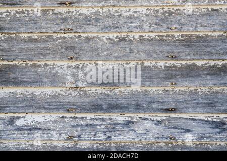 Weathered white and gray wood plank background with peeling paint Stock Photo