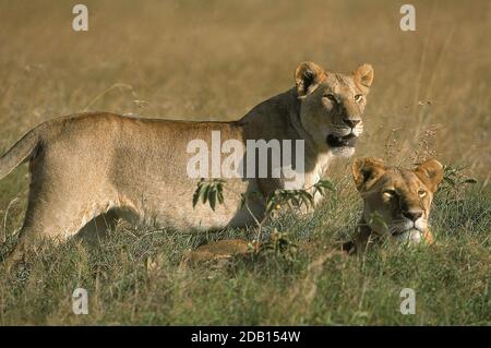 AFRICAN LION panthera leo, FEMALES STANDING ON LONG GRASS, KENYA Stock Photo