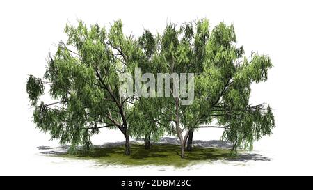 several various Honey Mesquite trees on a green area - isolated on white background Stock Photo