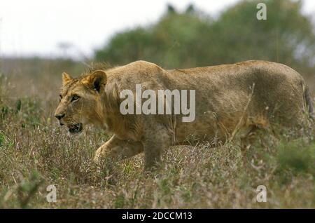 AFRICAN LION panthera leo, FEMALE WALKING ON LONG GRASS, KENYA Stock Photo