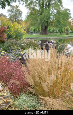 Diamantgras (Calamagrostis brachytricha) Stock Photo