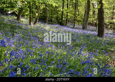 Common English Bluebells, Vale Royal Woods, Cheshire, England, UK Stock Photo