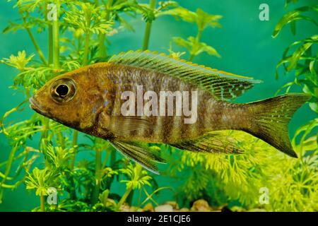 Aulonocara jacobfreibergi, the eureka red peacock, is a species of fish in the family Cichlidae. It is also known as Freiberg's peacock or fairy cichl Stock Photo