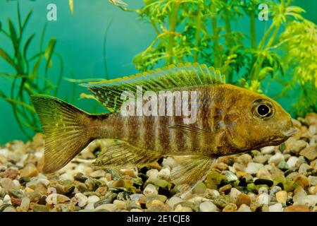 Aulonocara jacobfreibergi, the eureka red peacock, is a species of fish in the family Cichlidae. It is also known as Freiberg's peacock or fairy cichl Stock Photo